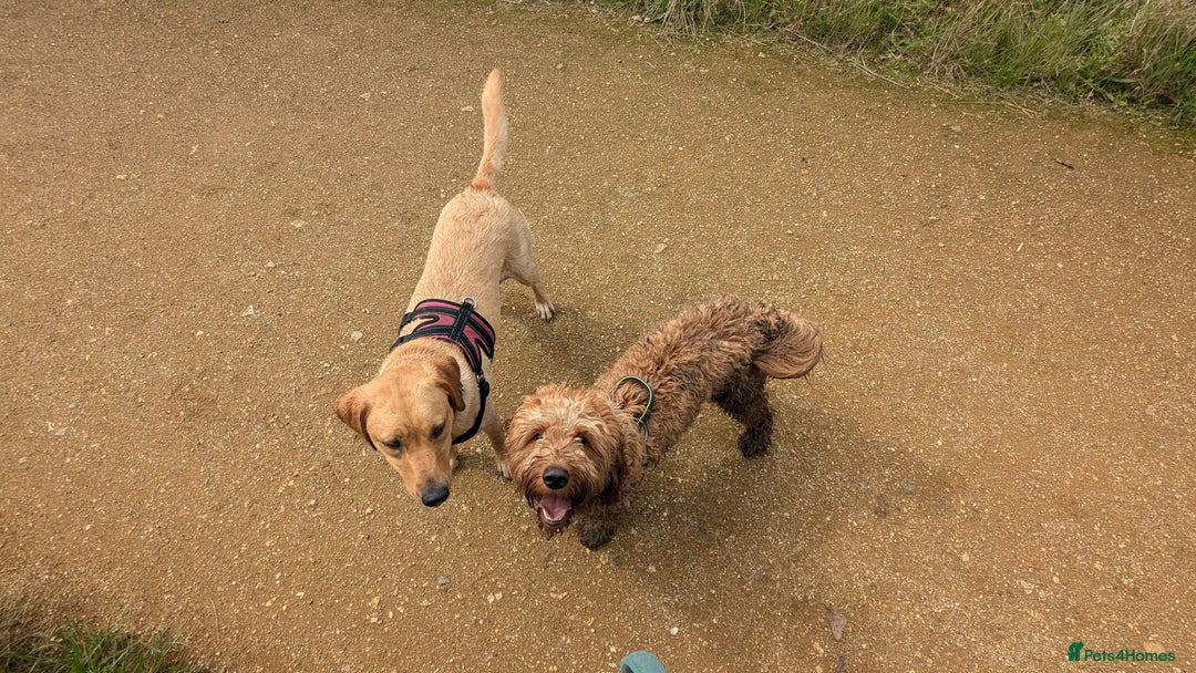 Mini Goldendoodle dogs for stud: Our Fluffy Prince 👑 - Image 7
