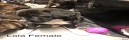 Mixed Breed dogs for sale: 3 Female Staffordshire Bull Terrier  in Manchester - Advert 4