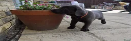 Labrador Retriever dogs for sale: 2 Gorgeous male playful puppies looking for homes - Advert 9