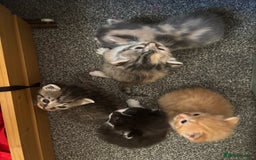 Domestic Shorthair cats for sale: Beautiful shorthair mixed colour kittens  - Image 25