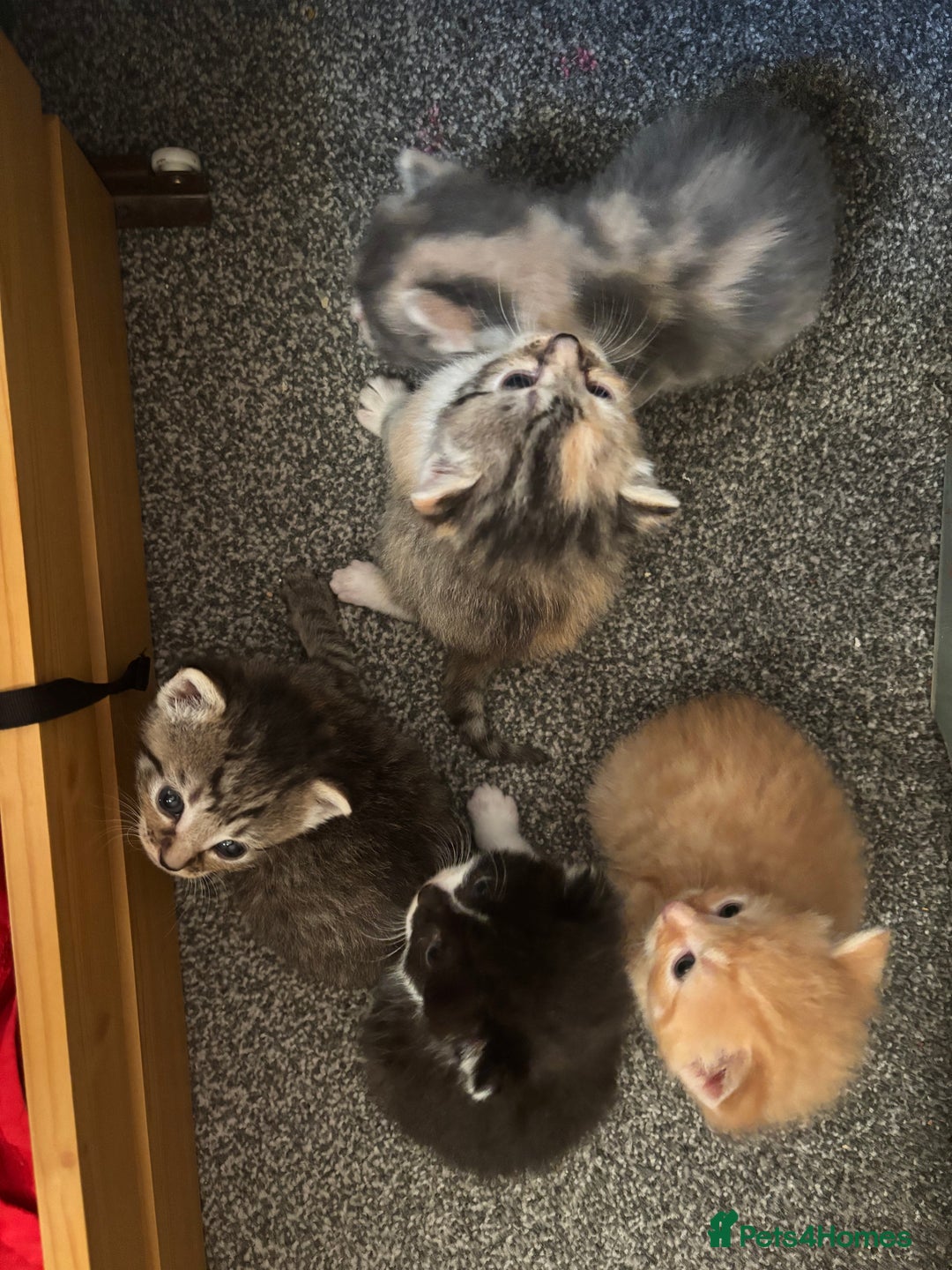 Domestic Shorthair cats for sale: Beautiful shorthair mixed colour kittens  - Image 25