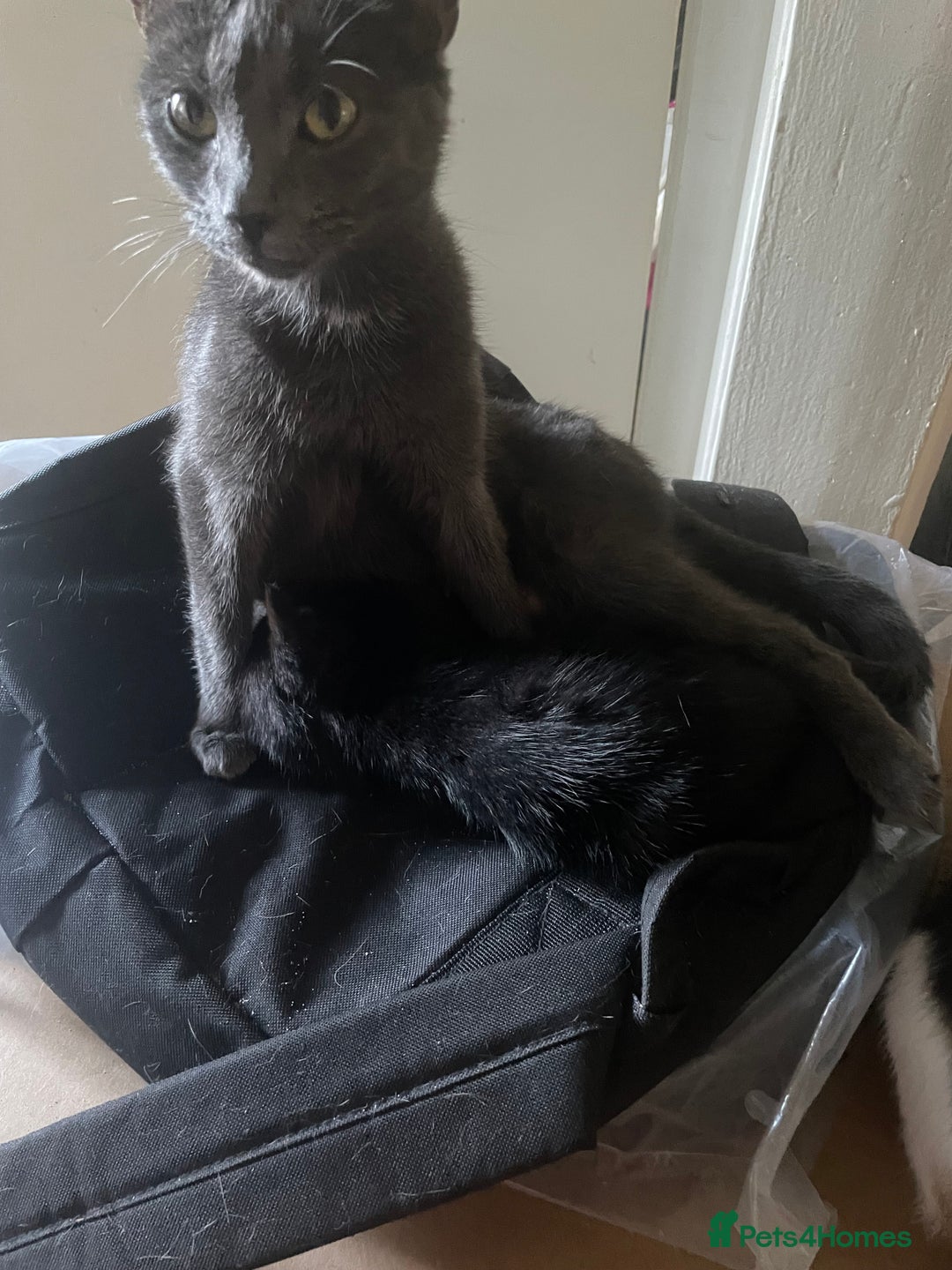 Domestic Shorthair cats for sale: Kittens needing new home! - Image 4