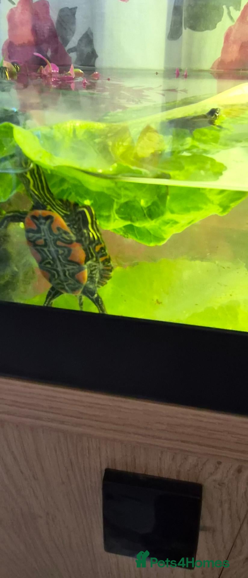 Turtle reptiles Painted turtles for sale - Advert 2