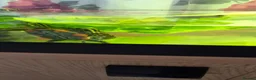 Turtle reptiles for sale: Painted turtles for sale - Advert 2