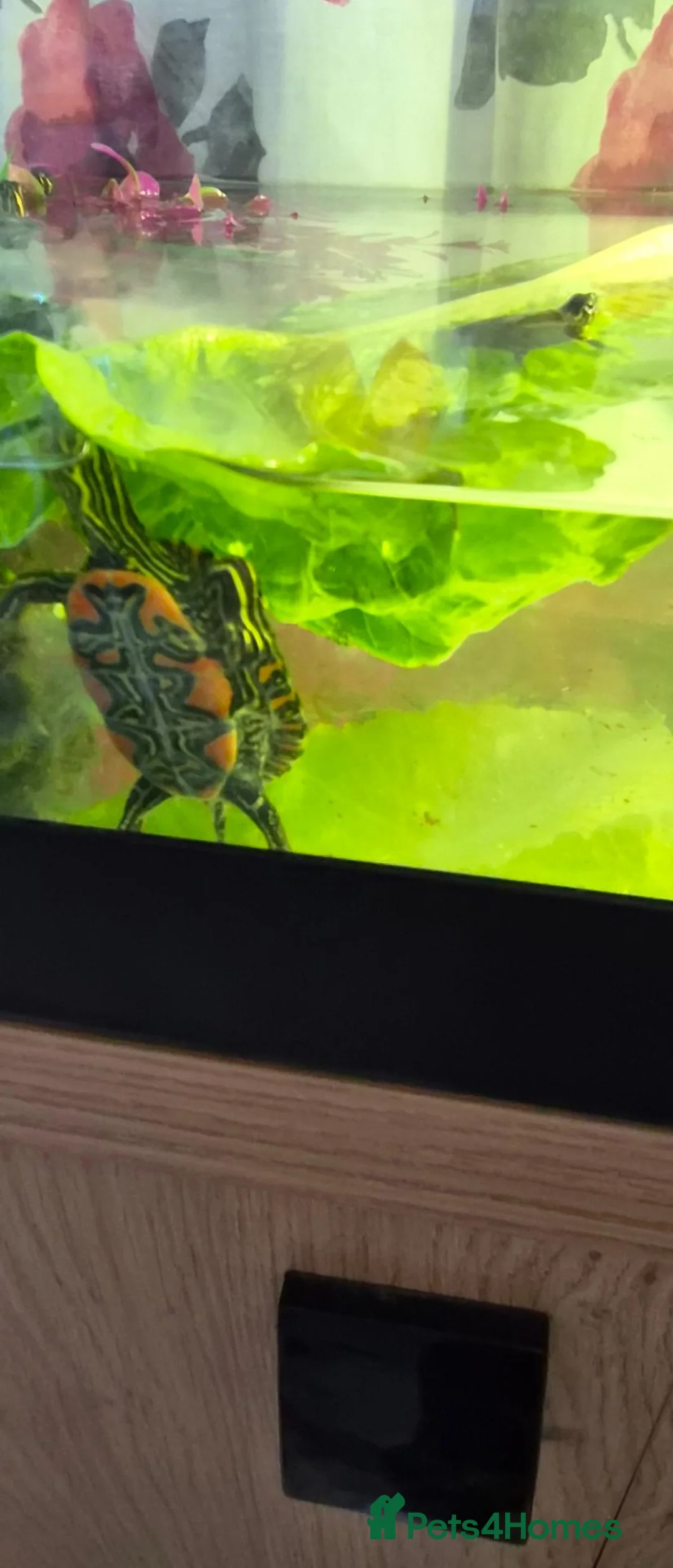 Turtle reptiles for sale: Painted turtles for sale - Advert 2