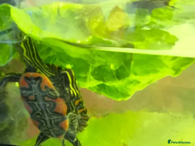 Turtle reptiles Western Painted turtles for sale - Advert 1