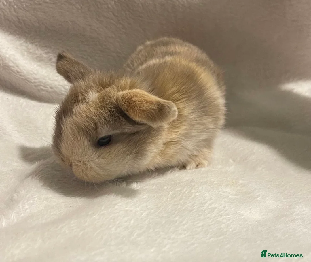 Mini Lop rabbits for sale: Beautiful Mini Lop Rabbits. - Advert 3