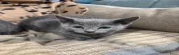 Russian Blue cats for sale: Pure bred Russian blue kittens.  - Advert 5