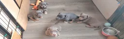Jack Russell dogs for sale: Lilac/ Blue and Tan  Jack Russell puppies - Advert 12