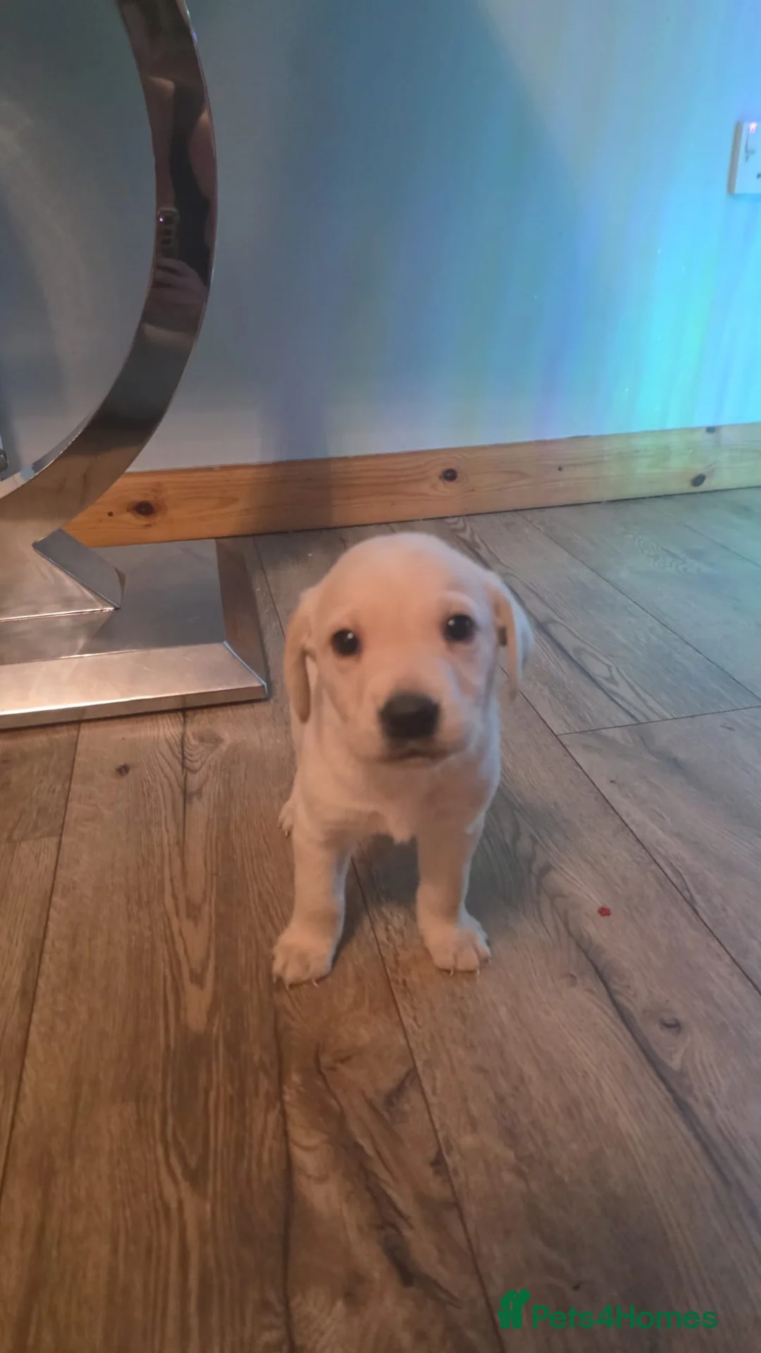 Labrador Retriever dogs for sale: Labrador puppies  - Advert 4