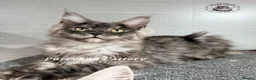 Maine Coon cats for sale: TICA registration Maine coon kittens Ready Now - Advert 9