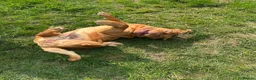 Dogue De Bordeaux dogs for sale: Dogue De Bordeaux Girl - Advert 6