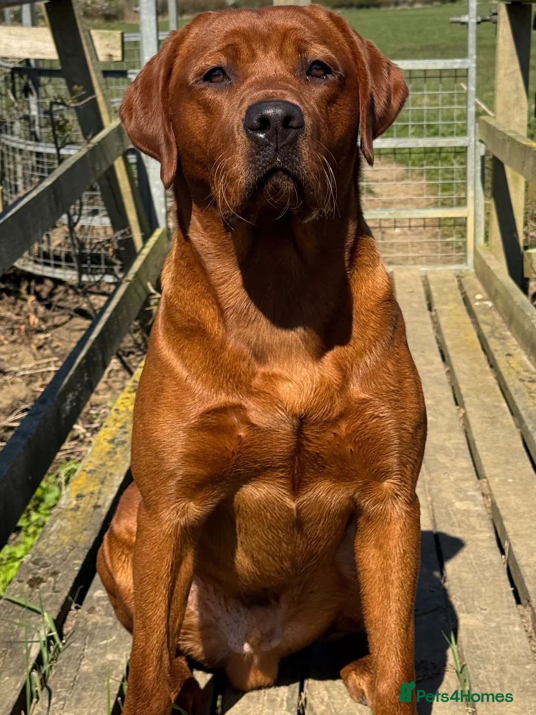 Labrador Retriever dogs for stud: Perfect 0/0 Hips & Elbows Dark Fox Red Labrador ⭐️ - Advert 5