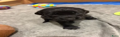 Cocker Spaniel 1