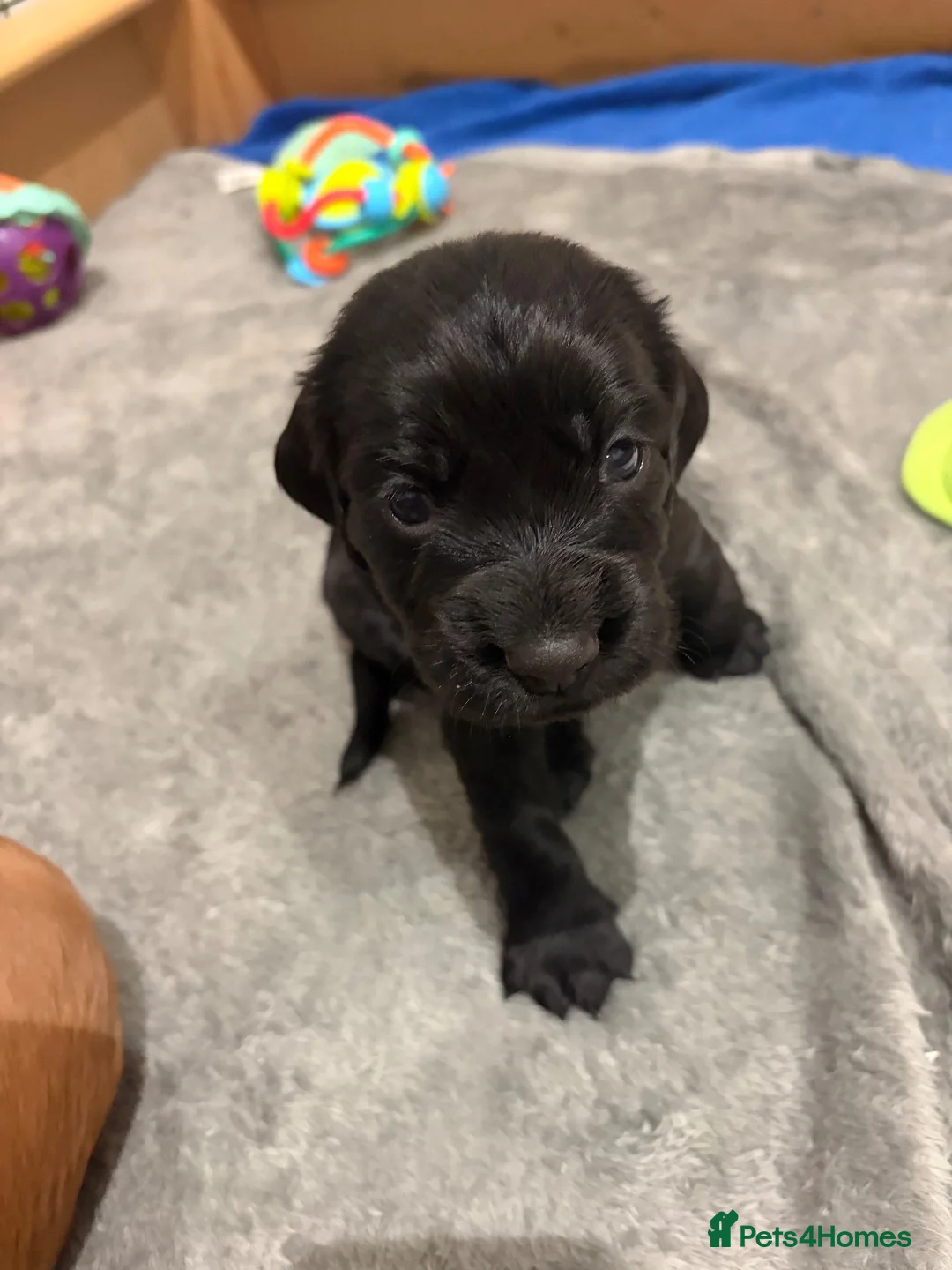 Cocker Spaniel dogs for sale: Working cocker spaniel puppies  - Advert 6
