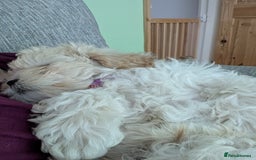 Shih Tzu dogs for sale: Beautiful Golden shih-tzu puppy - Image 12