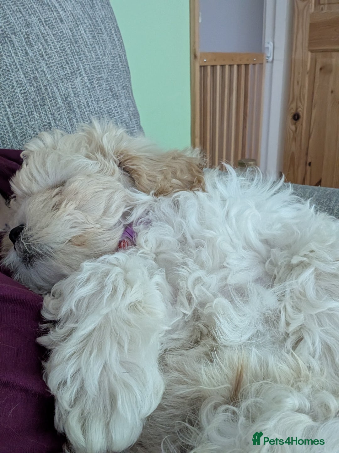 Shih Tzu dogs for sale: Beautiful Golden shih-tzu puppy - Image 12
