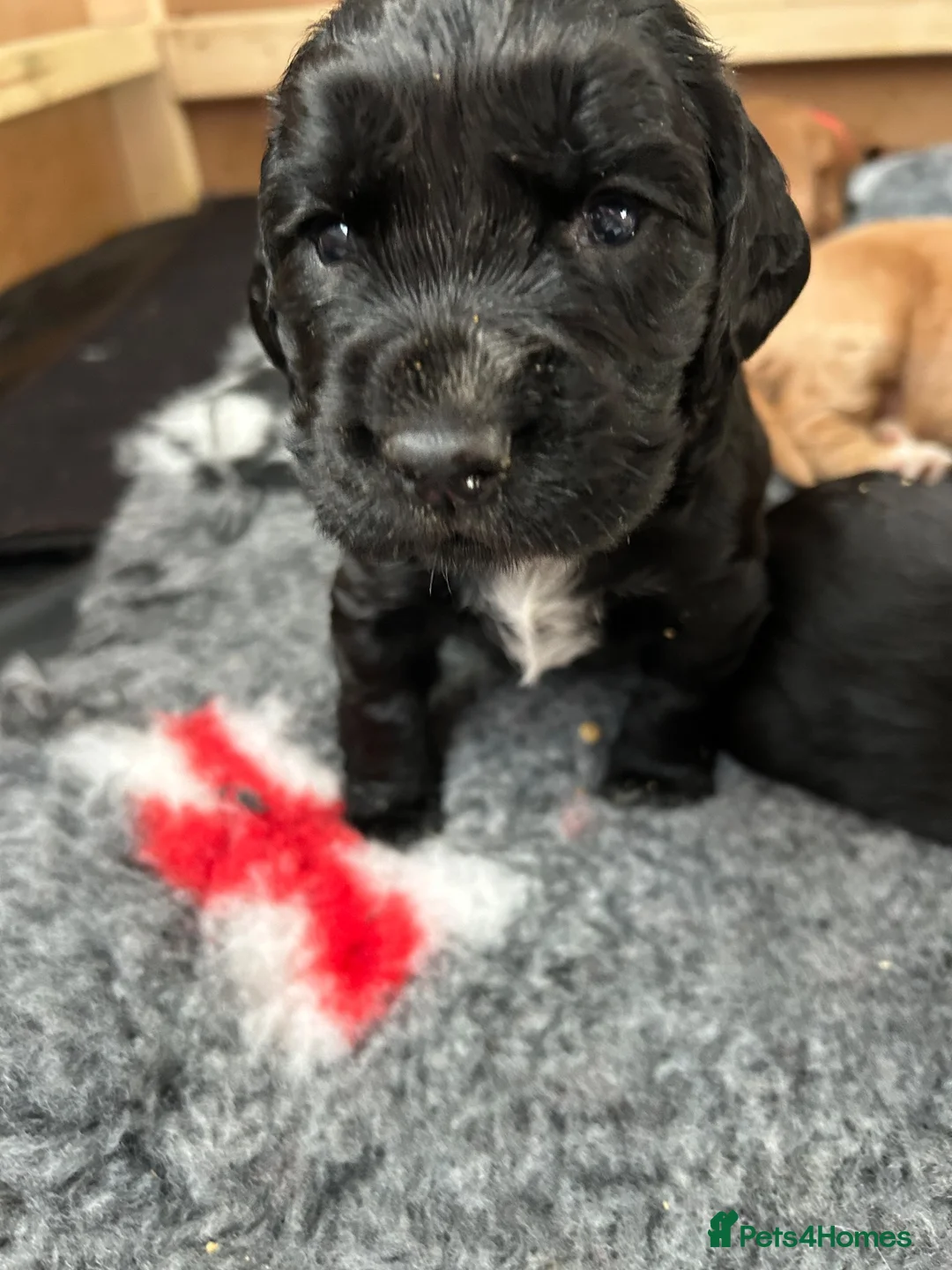 Sprocker dogs for sale: Sprocker Spaniel Puppies For Sale - Advert 2