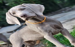 Pointer dogs for sale: 2 KC Registered Pointer Puppies - Image 2