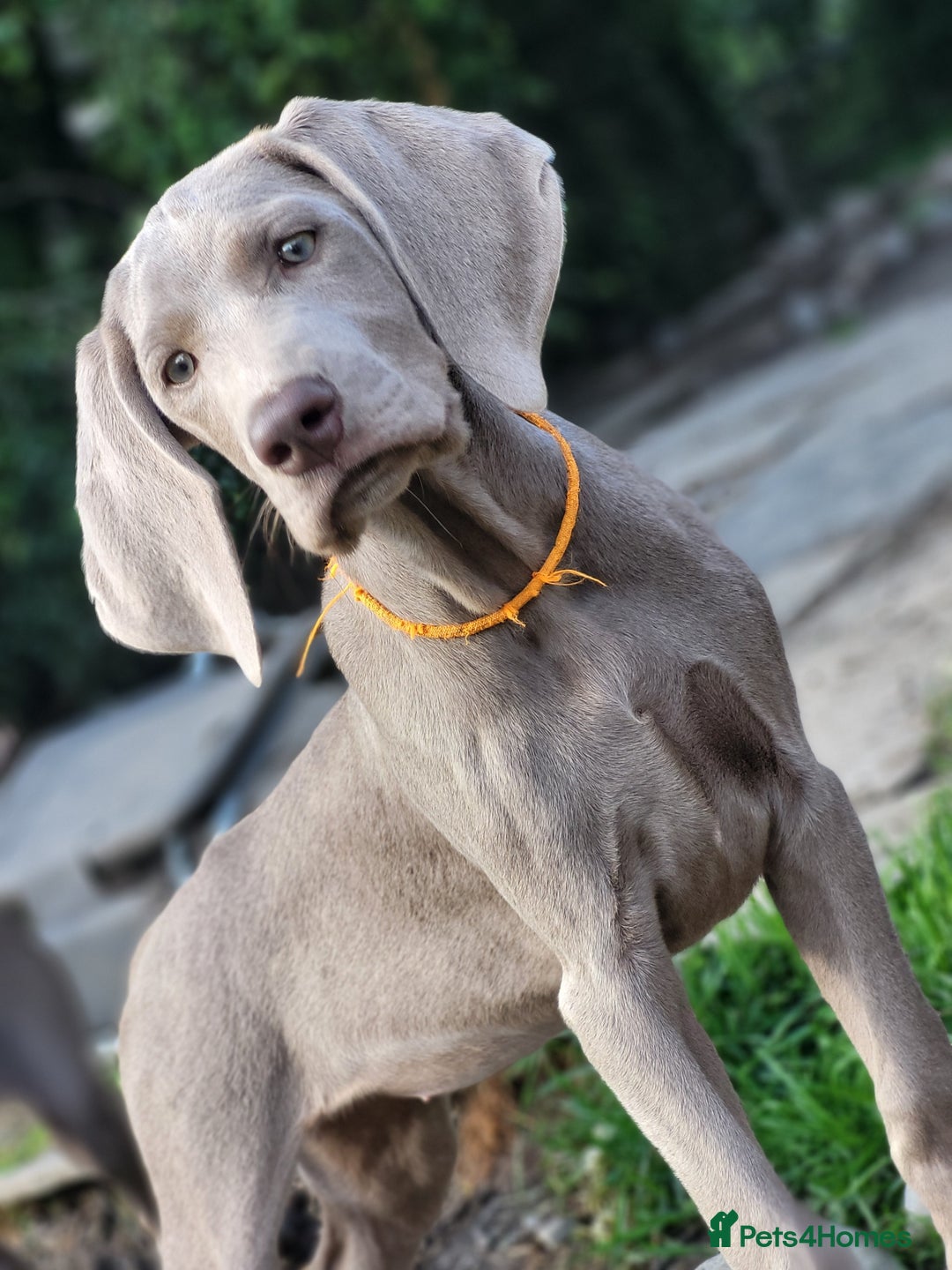 Pointer dogs for sale: 2 KC Registered Pointer Puppies - Image 2