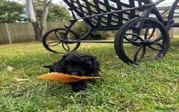 Miniature Poodle dogs for sale: DNA Health tested.Miniature KC Poodle Puppies - Image 9