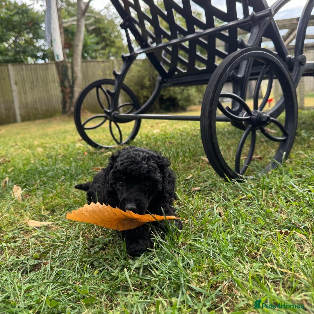 Miniature Poodle dogs for sale: DNA Health tested.Miniature KC Poodle Puppies - Image 9