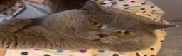 British Shorthair cats for stud: GCCF Active Registered British shorthair male. - Advert 3