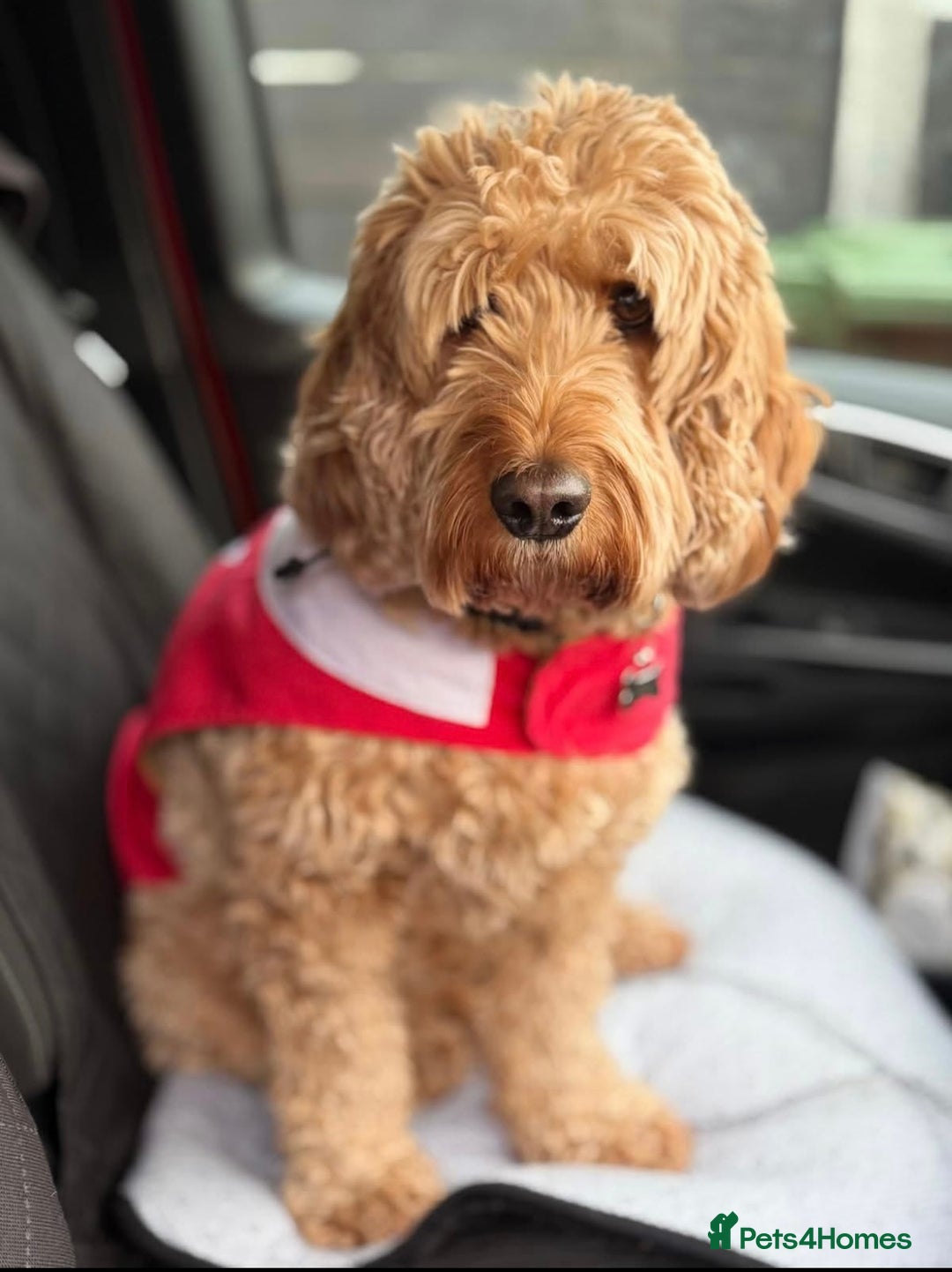 Cockapoo dogs for sale: Beautiful F1 cockapoo Waffle - Advert 2