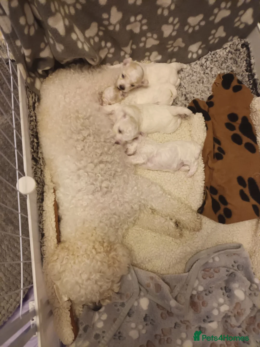 Bichon Frise dogs for sale: Bichon Frise Puppies, 2 male 2 female in Darlington - Advert 2