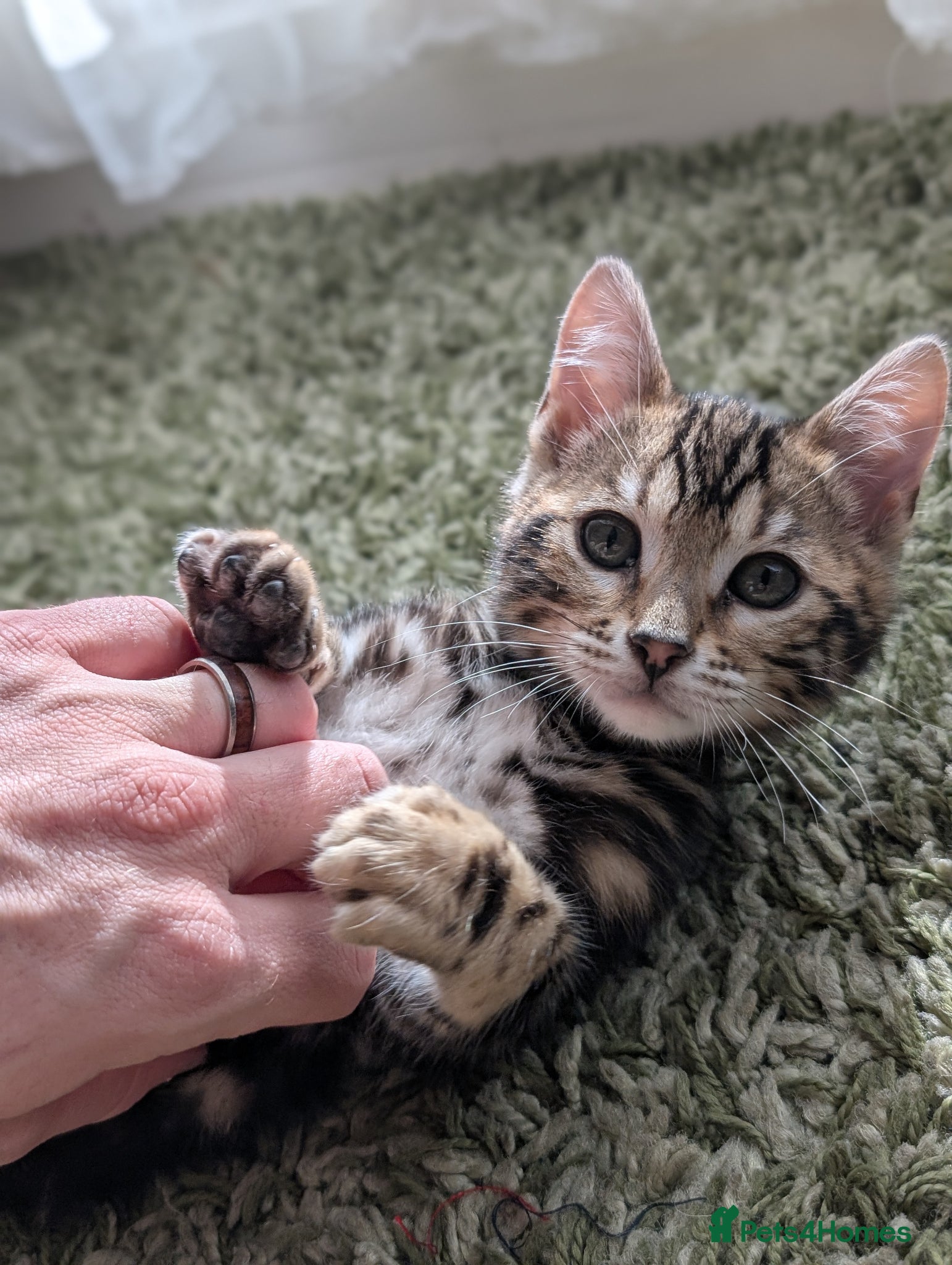 Bengal cats Health Tested TICA Bengal | Glitter | Ready Now - Advert 2