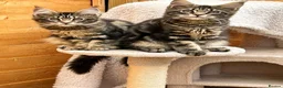 Maine Coon cats for sale: Outstanding pedigree kittens - Advert 5