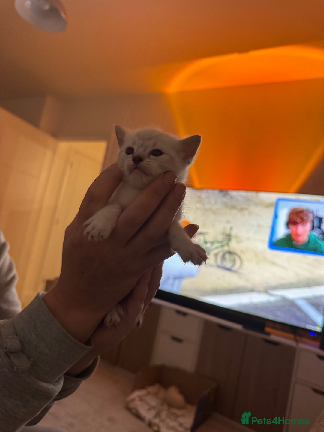 Mixed Breed cats for sale: Kittens - Advert 7