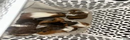 Guinea Pig rodents for sale: Mixed guinea pigs  in Sunderland - Advert 2