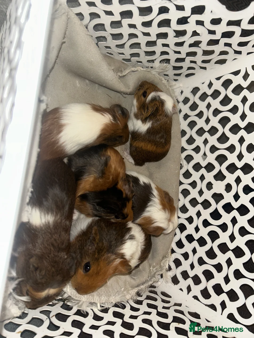 Guinea Pig rodents for sale: Mixed guinea pigs  in Sunderland - Advert 2