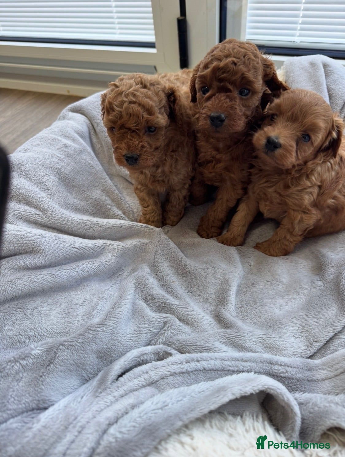 Cavapoo dogs Cavapoo F1B puppies - Advert 1