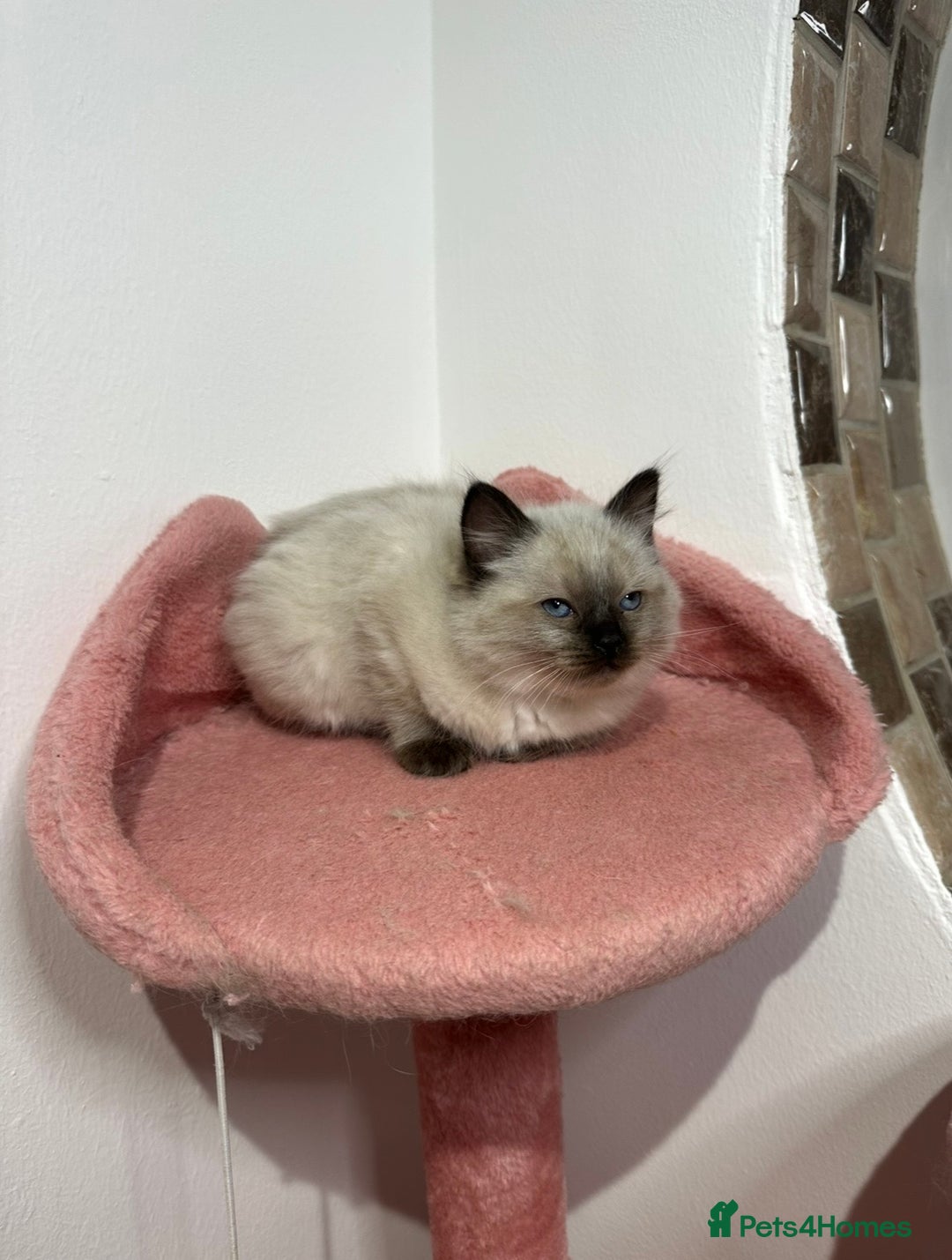 Ragdoll cats for sale: Cuddly tame purebred ragdoll kittens - Advert 9