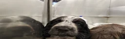 Cocker Spaniel dogs for sale: Kc registered playful show cocker spaniel - Advert 17