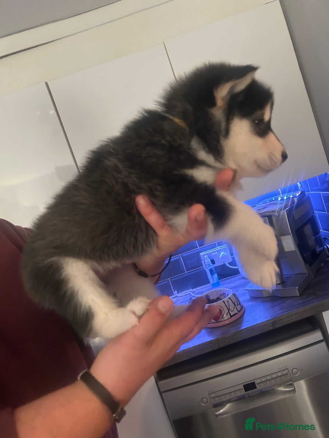 Alaskan Malamute dogs for sale: !ONLY 3 LEFT! - Advert 11