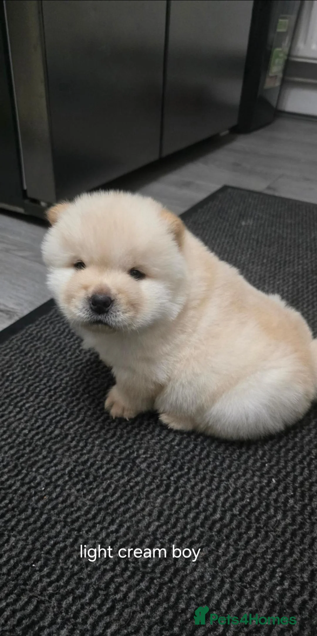 Chow Chow dogs for sale: KC Chowchow puppies - Advert 2