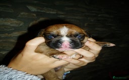 Boxer dogs for sale: Health Tested COI 1.5% KC Registered - Image 9