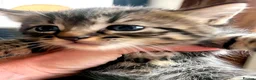 Mixed Breed cats for sale: Gorgeous Litter of 3 healthy vibrant kittens in Lancing - Advert 4