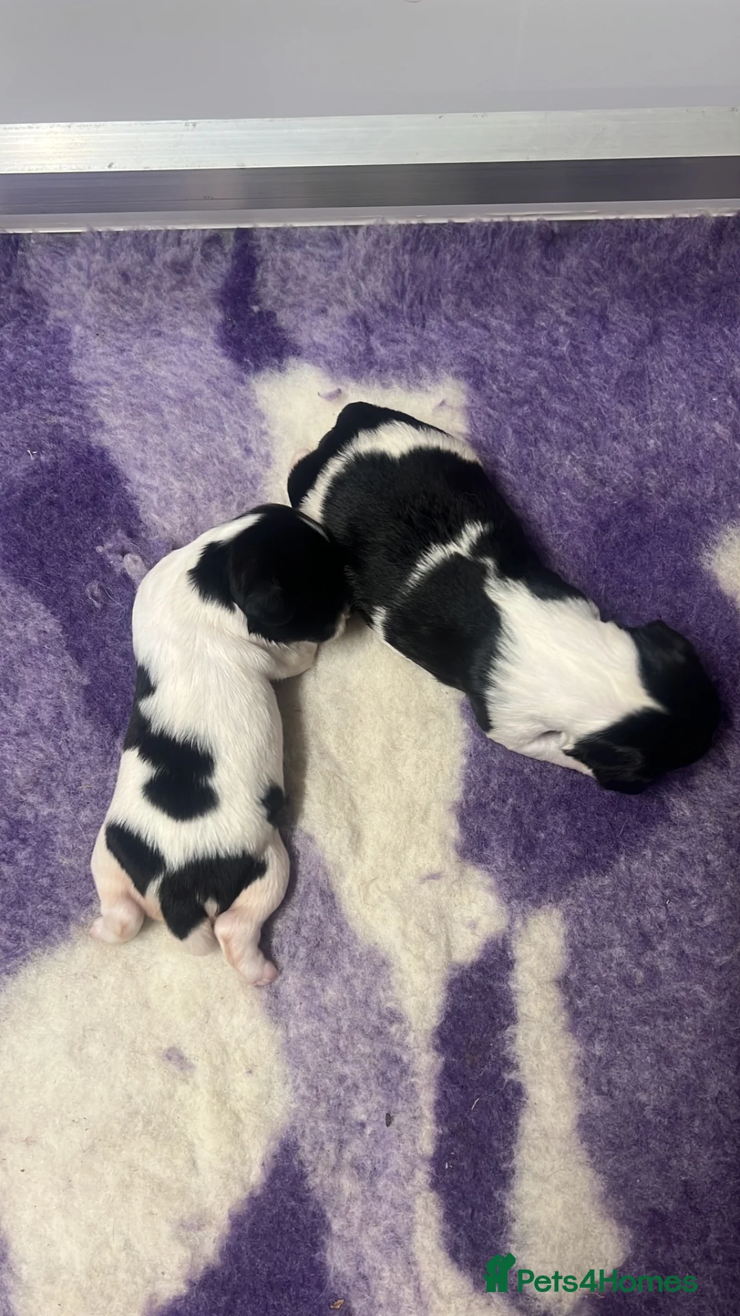 English Springer Spaniel dogs for sale: Kc springer spaniel - 1 girl available  - Advert 3