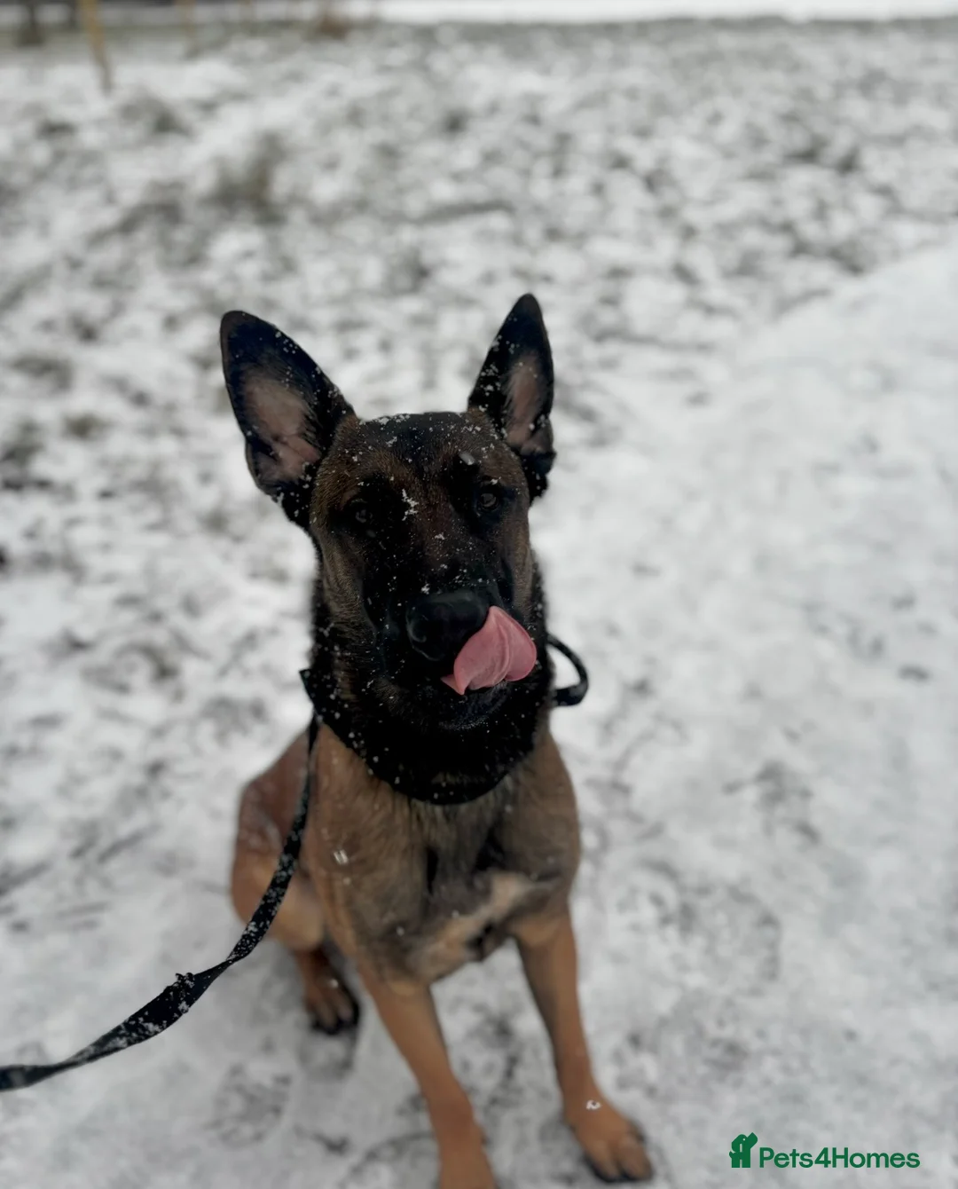 Belgian Shepherd Dog dogs for sale: belgian malinois - Advert 5