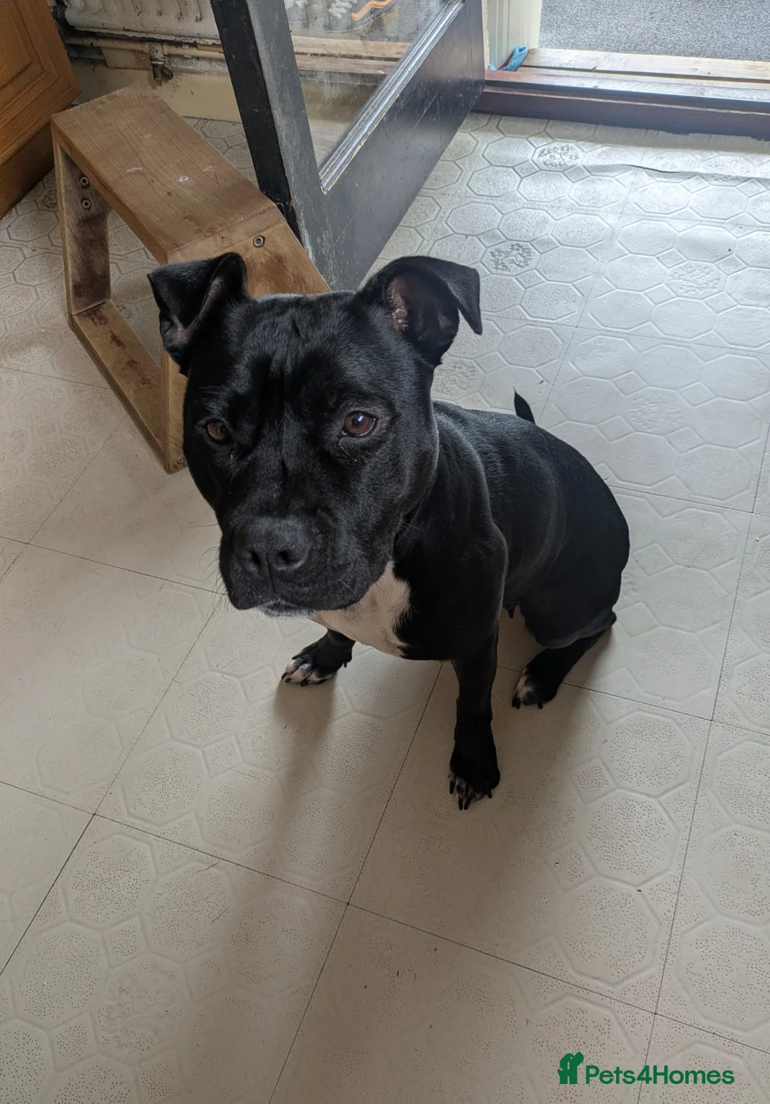 Staffordshire Bull Terrier dogs for sale: Female Staffordshire bull terrier  - Advert 2