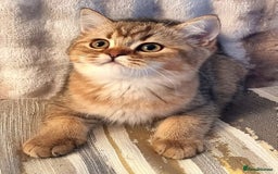British Shorthair cats for sale: GOLDEN & COLOURPOINT BSH KITTENS, READY TO GO! - Image 10