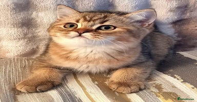 British Shorthair cats - Advert 13