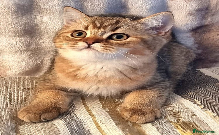 British Shorthair cats - Advert 4