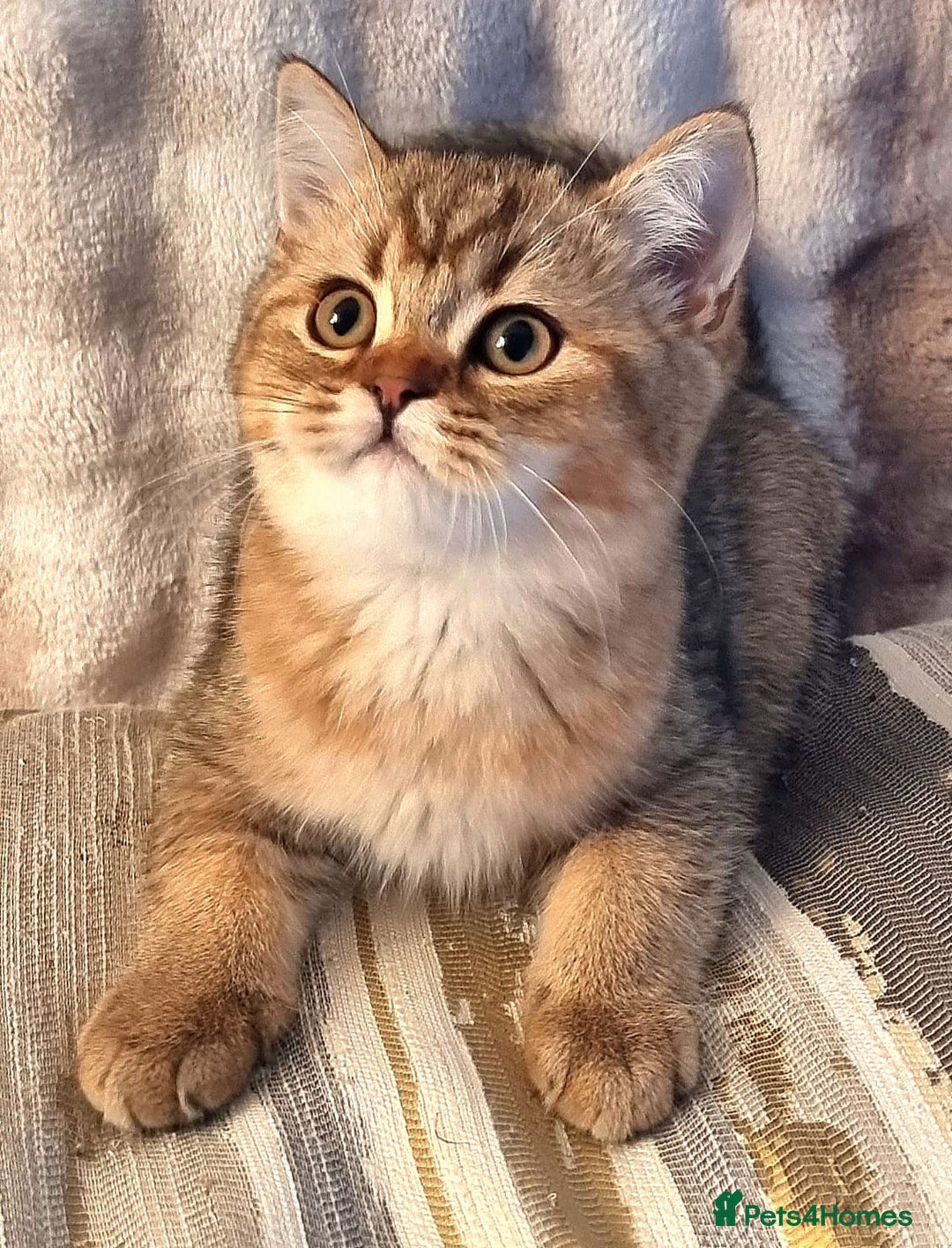 British Shorthair cats for sale: GOLDEN & COLOURPOINT BSH KITTENS, READY TO GO! - Image 10