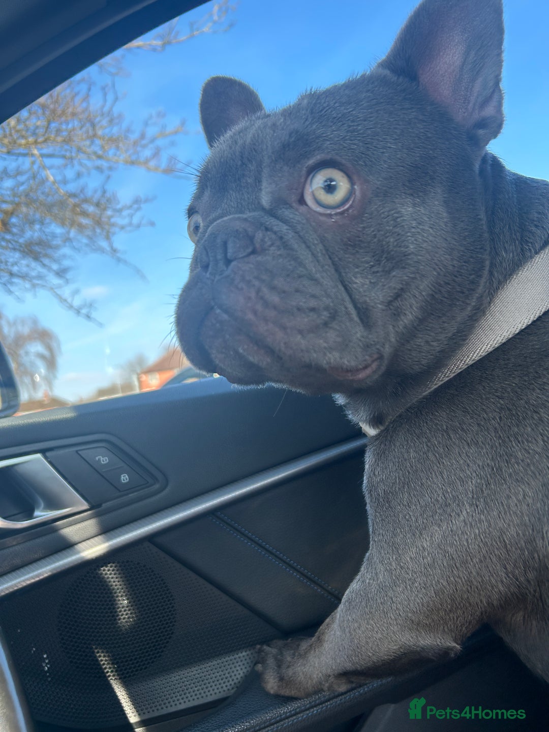 French Bulldog dogs for sale: 2 Year old Male FrenchBulldog - Image 3