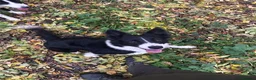 Sprollie dogs for sale: Border collie pups - Advert 1
